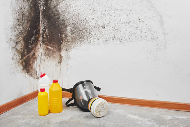 Crawl Space Mold Removal in Pittsburg, TX