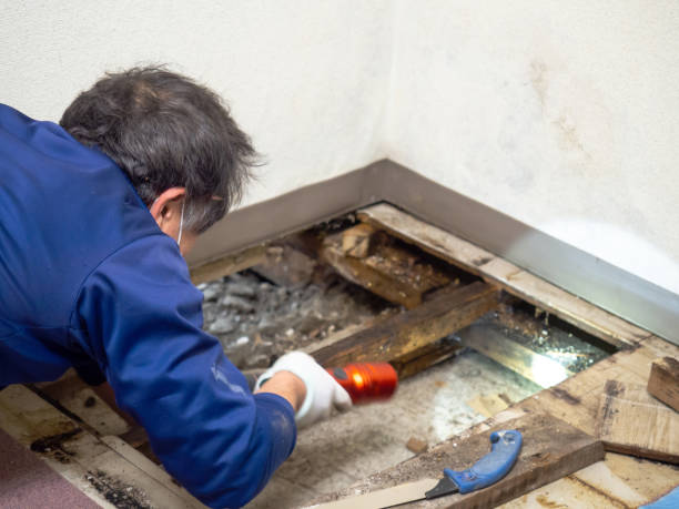 Best Commercial Mold Removal  in Pittsburg, TX