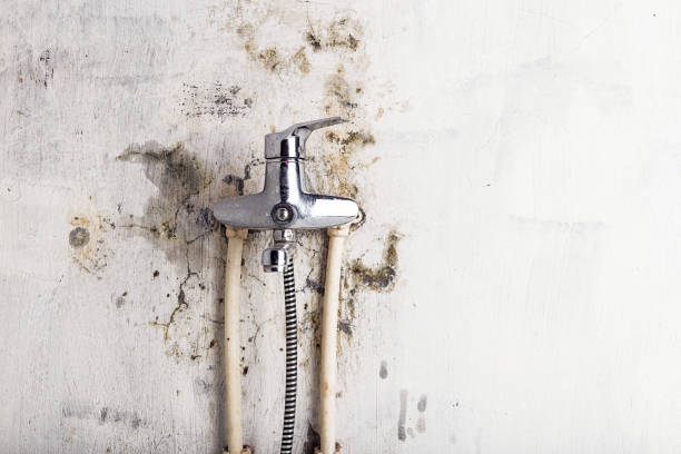 Best Certified Mold Removal  in Pittsburg, TX