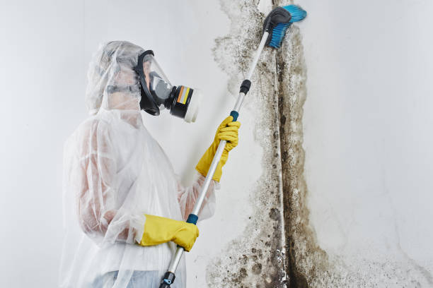 Best Mold Removal Company Near Me  in Pittsburg, TX