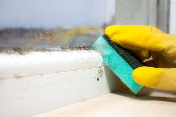 Best Crawl Space Mold Removal  in Pittsburg, TX