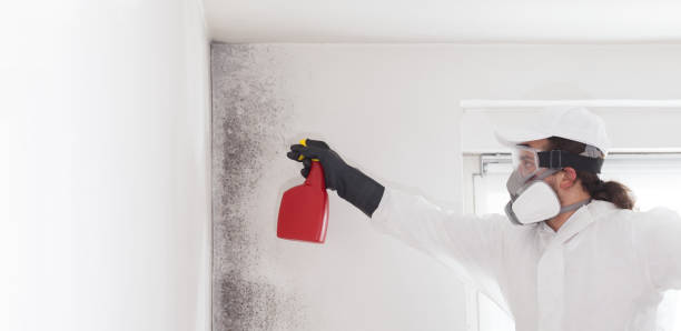 Best Affordable Mold Removal  in Pittsburg, TX