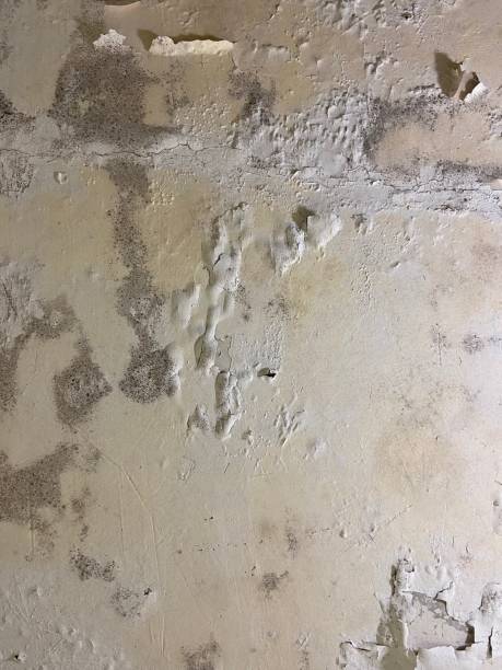 Best Residential Mold Removal  in Pittsburg, TX