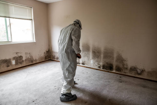 Best Mold Removal Near Me  in Pittsburg, TX