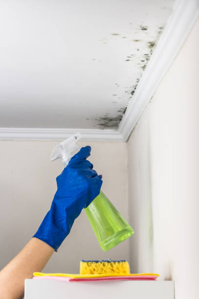 Best Local Mold Removal Service  in Pittsburg, TX