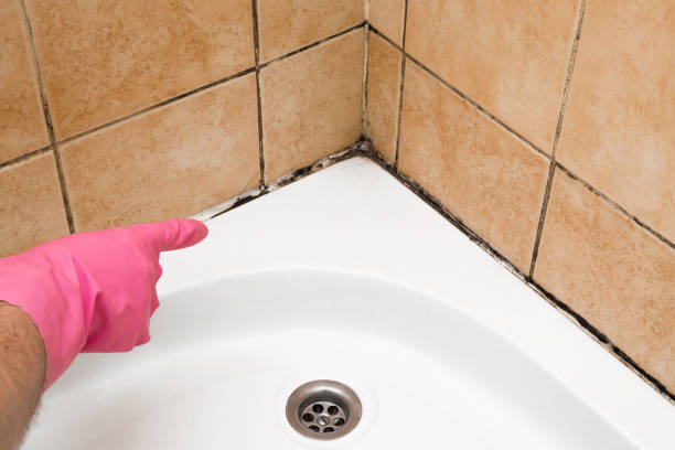 Best Mold Removal Specialists  in Pittsburg, TX